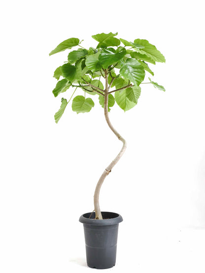 現品商品＠4 ウンベラータ 6号（高さ：95cm、幅：58cm）