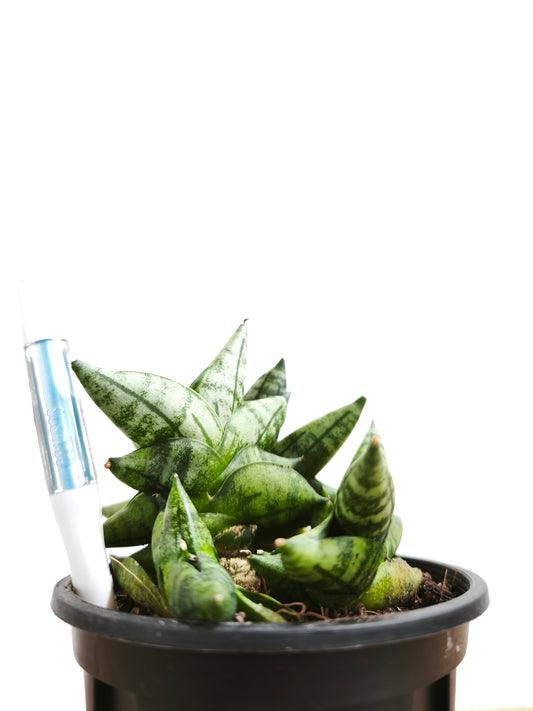 初心者向け 観葉植物3点セット #4