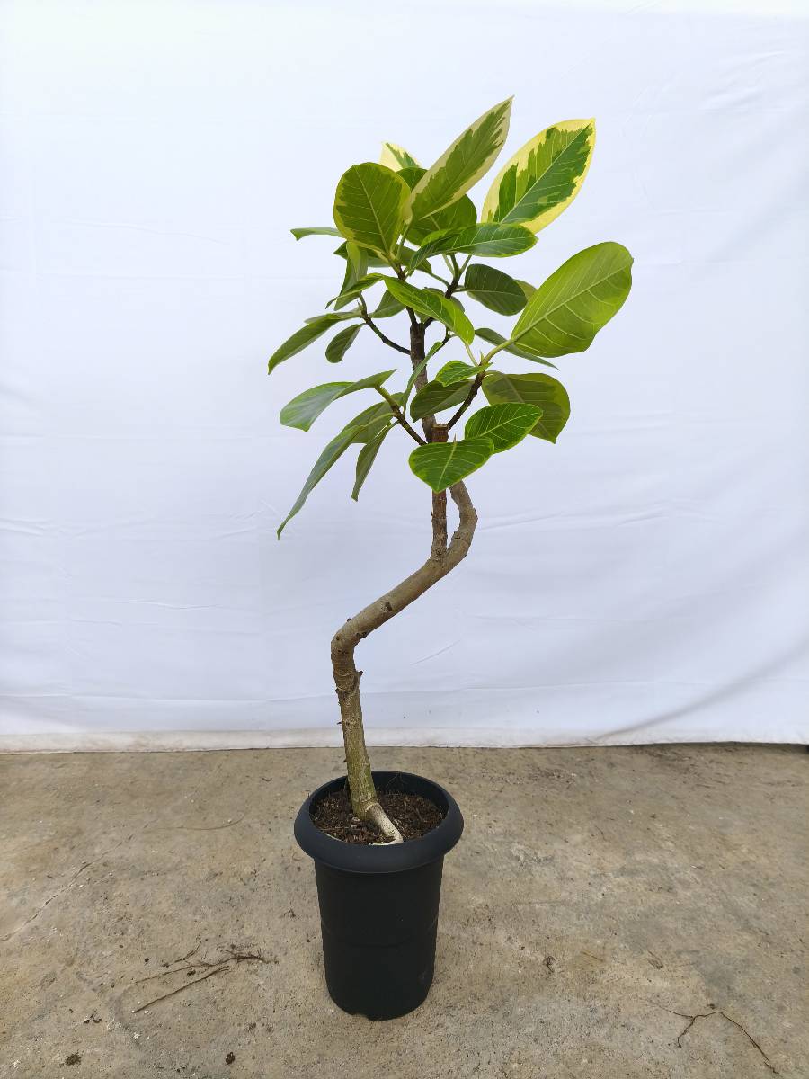 現品商品@4 アルテシマ 6号（高さ：95cm、幅：50cm）