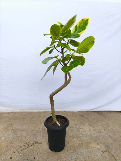 現品商品@4 アルテシマ 6号（高さ：95cm、幅：50cm）