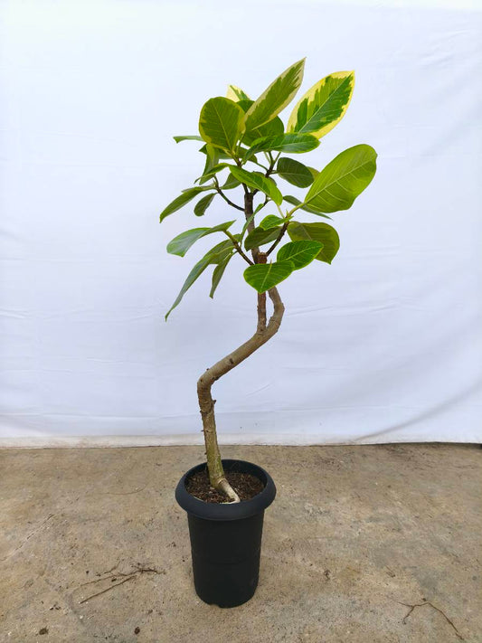 現品商品@4 アルテシマ 6号（高さ：95cm、幅：50cm）