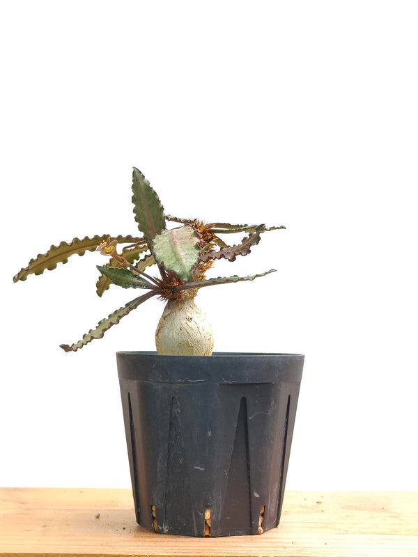 現品商品@2 ユーフォルビア・フランコイシー（幹高:5cm 幅:14cm）