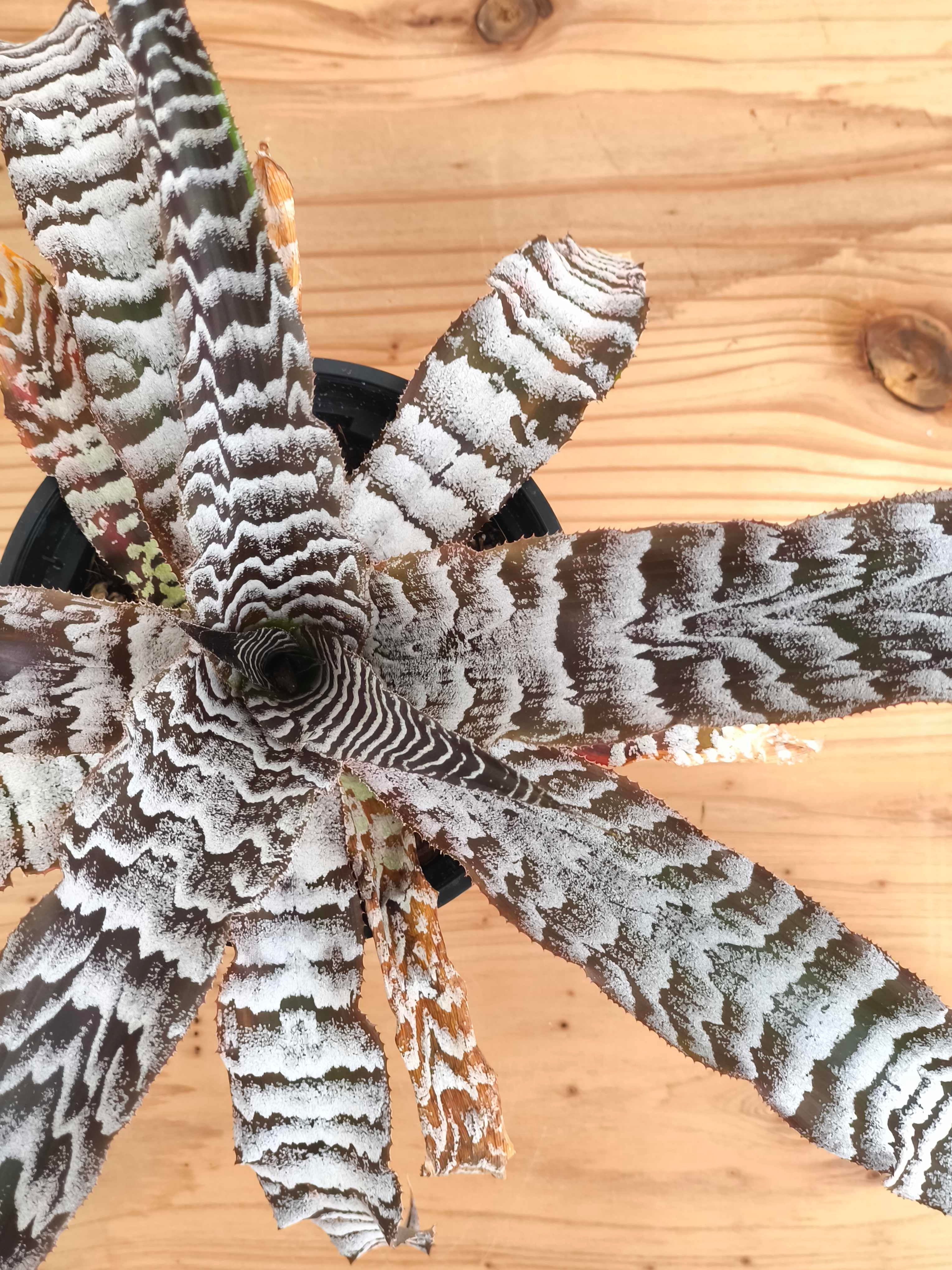 アルベロベロ ひまわり ひまわりボールPOP2個セット | ササガワオンラインショップ