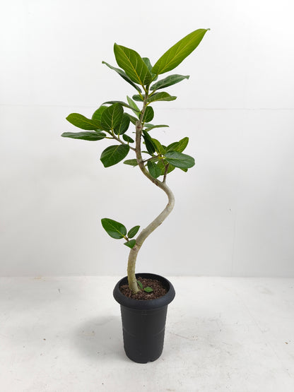 現品商品@3 ベンガレンシス 6号（高さ：85cm、幅：42cm）