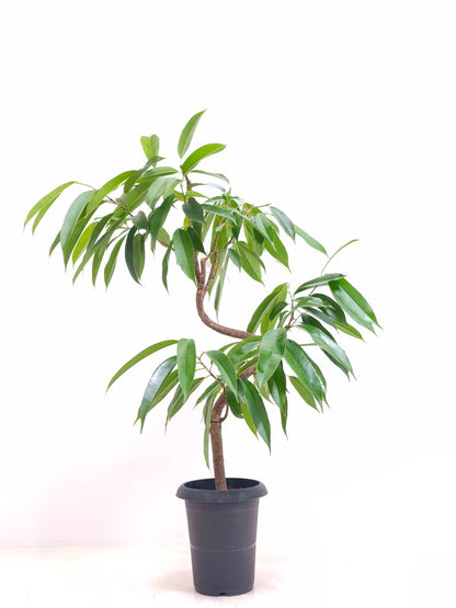 現品商品＠6 アムステルダム 6号（高さ：98cm、幅：76cm）