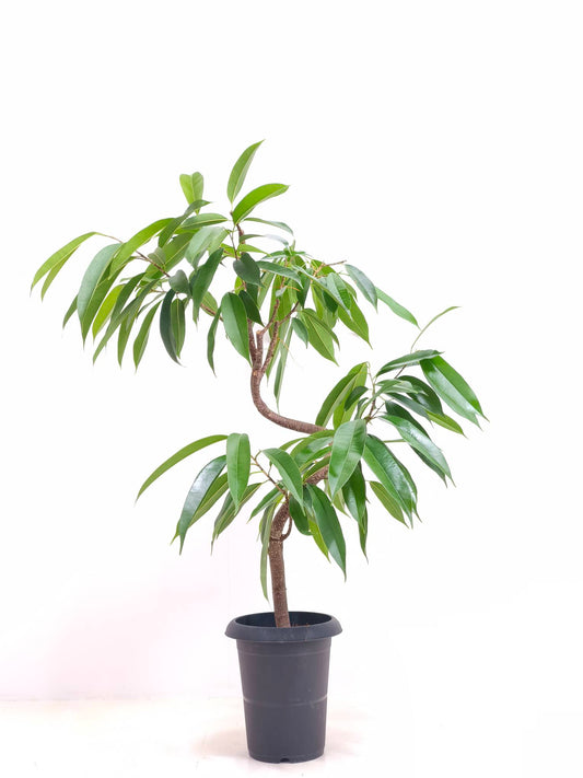 現品商品＠6 アムステルダム 6号（高さ：98cm、幅：76cm）
