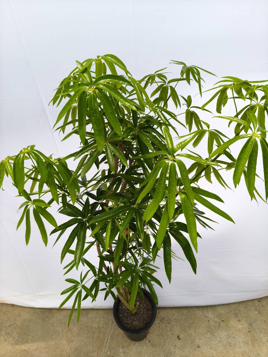Y5 現品商品＠2 アングスティフォリア 8号（高さ：159cm、幅：70cm）