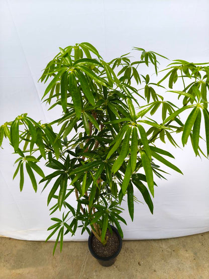 Y5 現品商品＠2 アングスティフォリア 8号（高さ：159cm、幅：70cm）