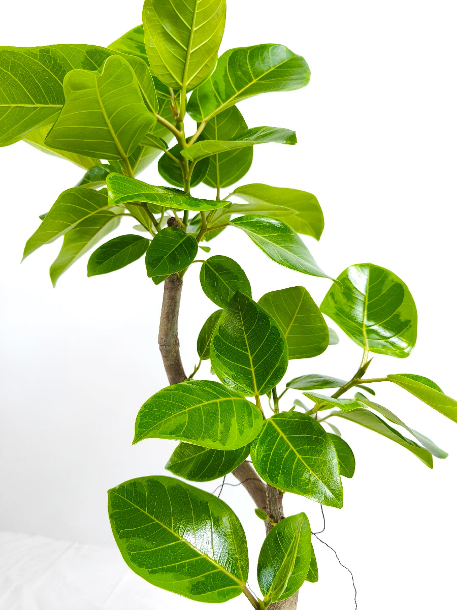 現品商品@5 アルテシマ 6号（高さ：95cm、幅：54cm）