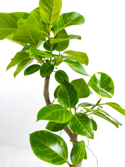 現品商品@5 アルテシマ 6号（高さ：95cm、幅：54cm）