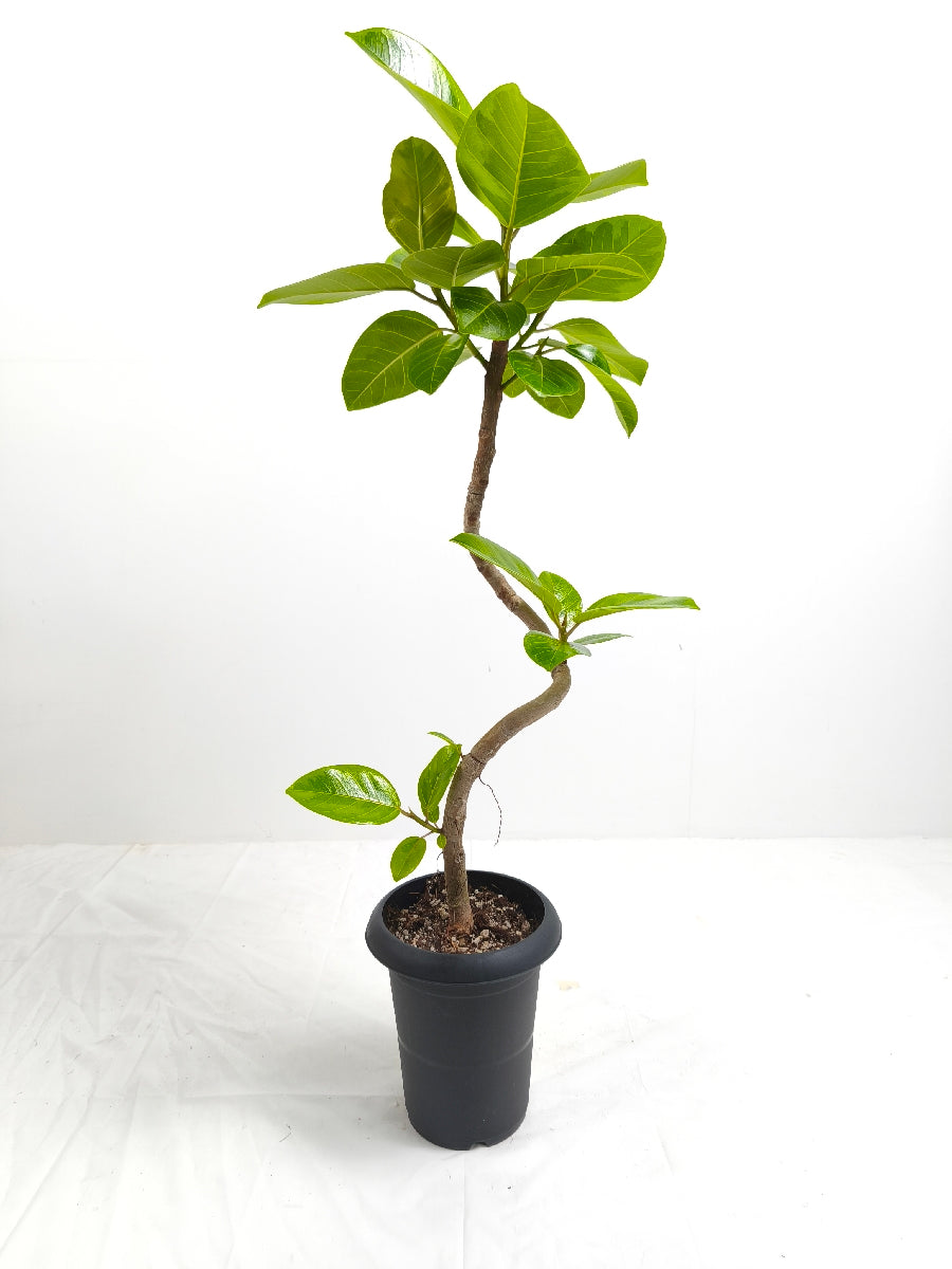 現品商品@7 アルテシマ 6号（高さ：95cm、幅：40cm）