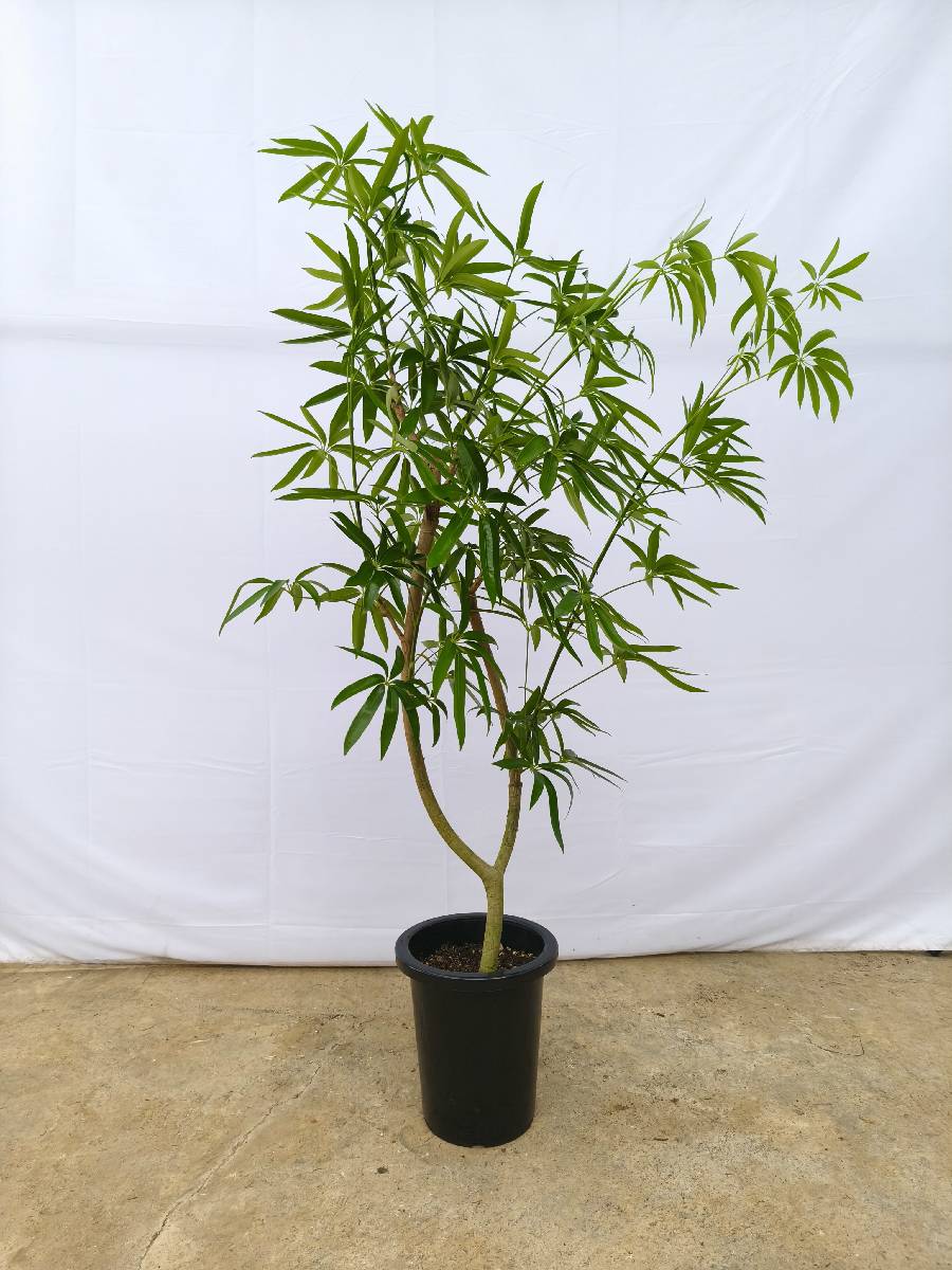 現品商品＠4 アングスティフォリア 8号（高さ：148cm、幅：90cm）