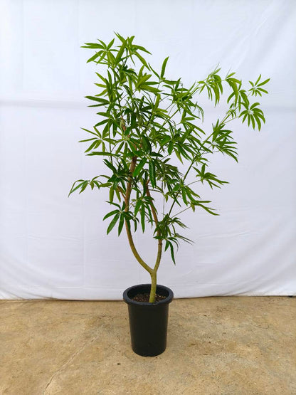 現品商品＠4 アングスティフォリア 8号（高さ：148cm、幅：90cm）
