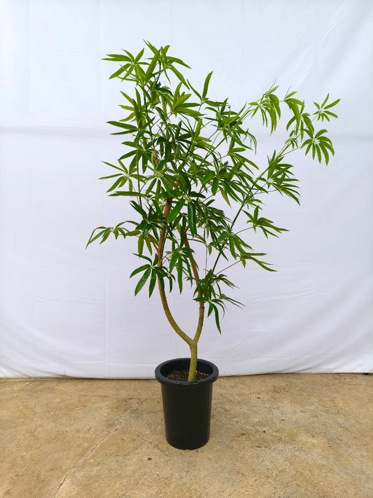 現品商品＠4 アングスティフォリア 8号（高さ：148cm、幅：90cm）