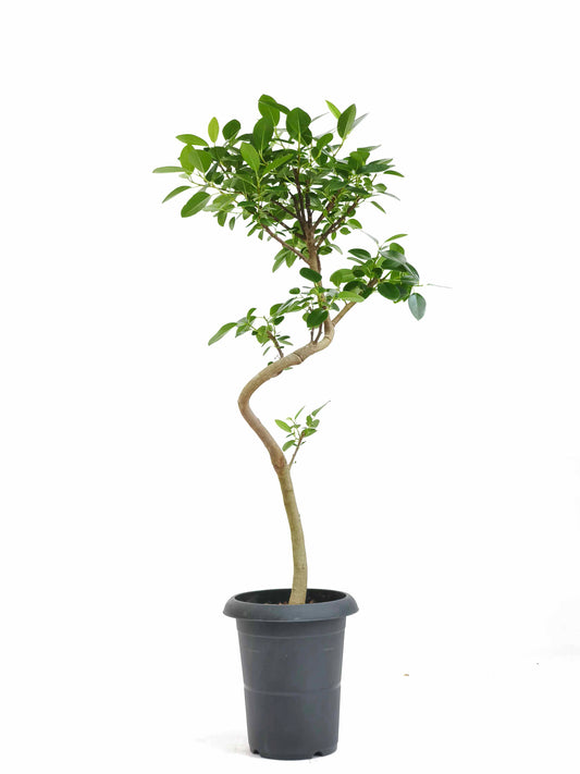 現品商品＠5 フランスゴム 6号（高さ：89cm、幅：41cm）