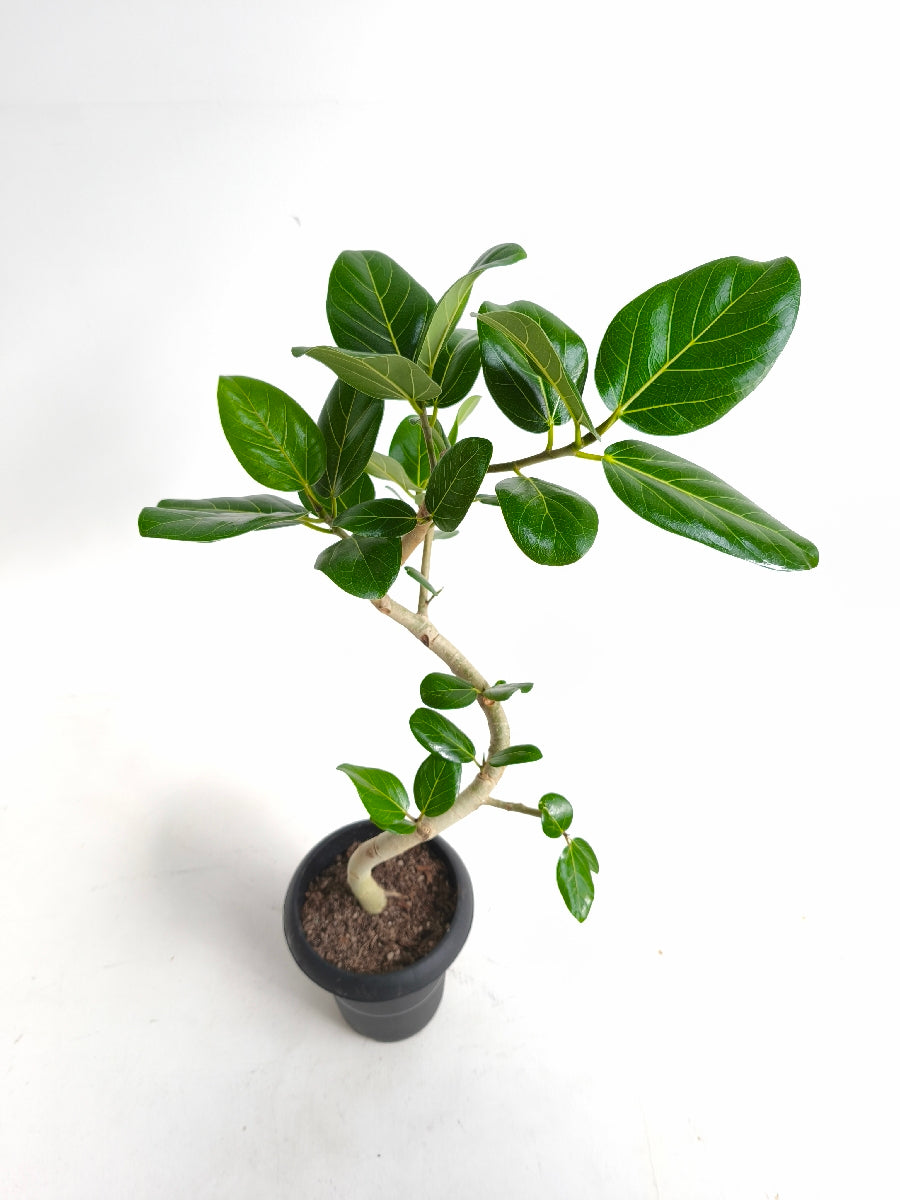 現品商品@5 ベンガレンシス 6号（高さ：80cm、幅：43cm）