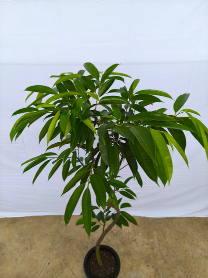 現品商品＠11 アムステルダム 8号（高さ：155cm、幅：74cm）