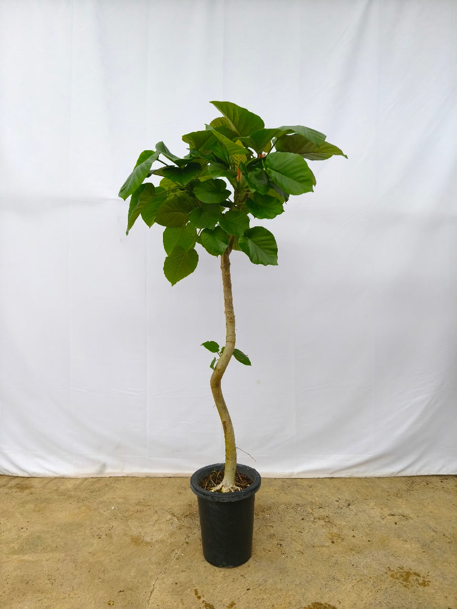 現品商品＠13 ウンベラータ 8号（高さ：158cm、幅：75cm）