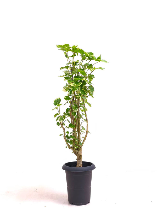 現品商品@1 ポリシャス・マルギナータ 6号（高さ：85cm、幅：30cm）