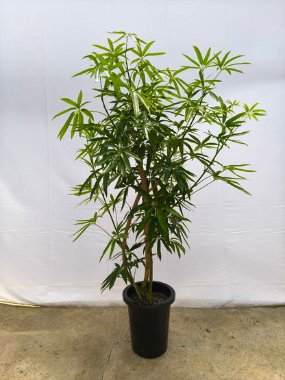 Y6 現品商品＠1 アングスティフォリア 8号（高さ：142cm、幅：90cm）
