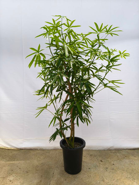 Y6 現品商品＠1 アングスティフォリア 8号（高さ：142cm、幅：90cm）