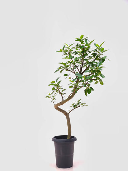 現品商品＠3 フランスゴム 6号（高さ：93cm、幅：43cm）