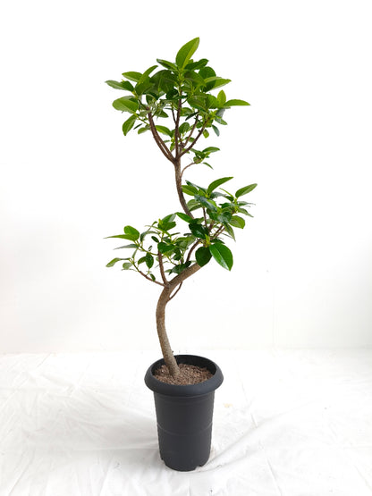 現品商品＠4 フランスゴム 6号（高さ：89cm、幅：45cm）