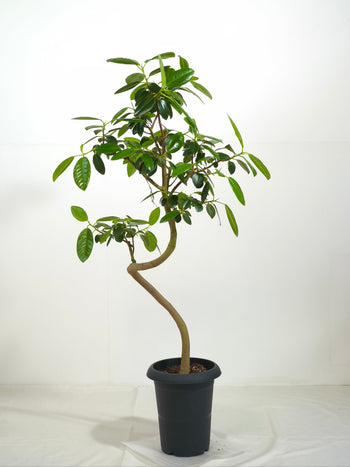 フランスゴムの通販 | 観葉植物の通販はAONOKI（あおのき）