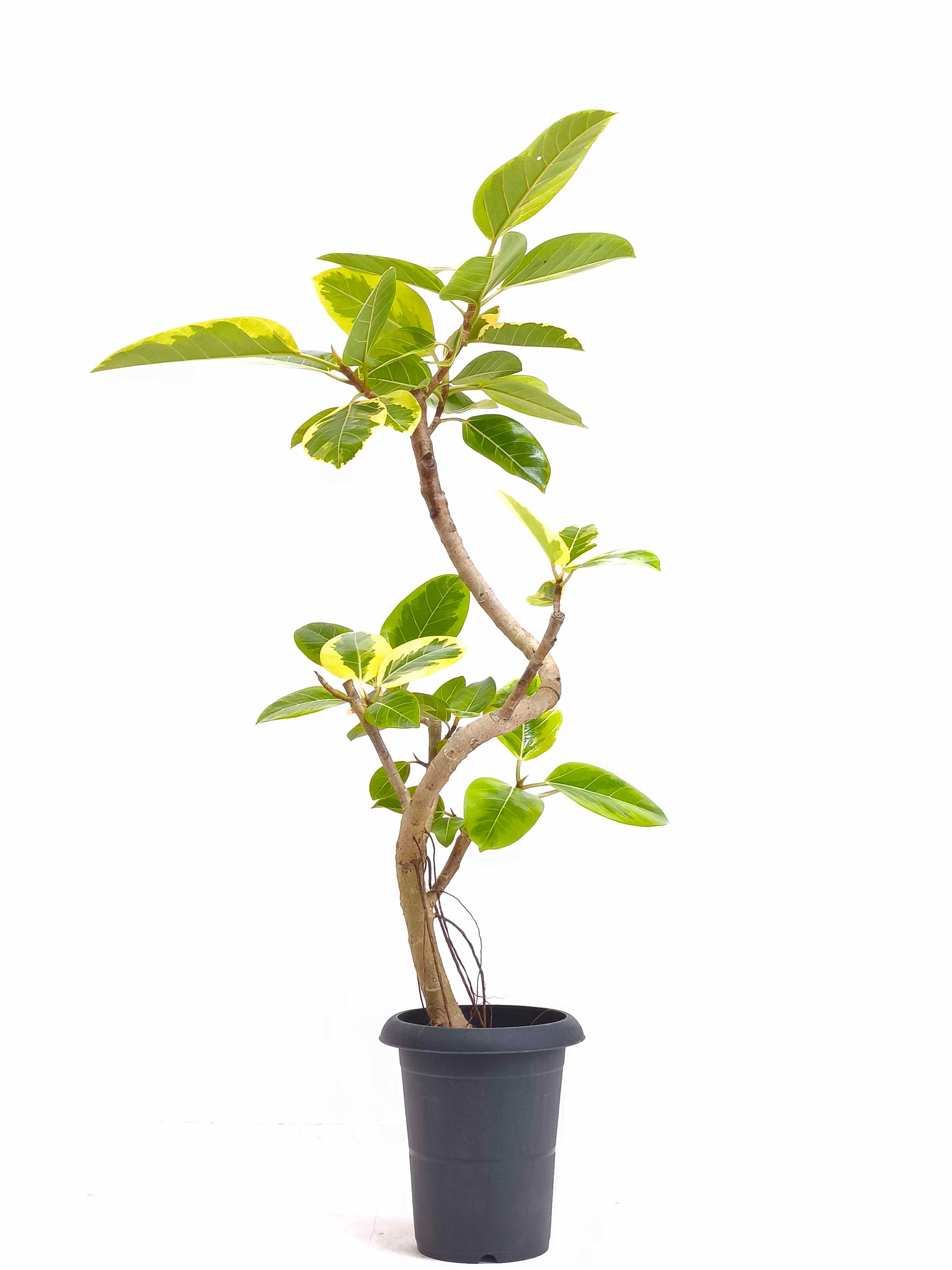 フィカス・アルテシマ6号の現品商品 | 観葉植物通販AONOKI（あお