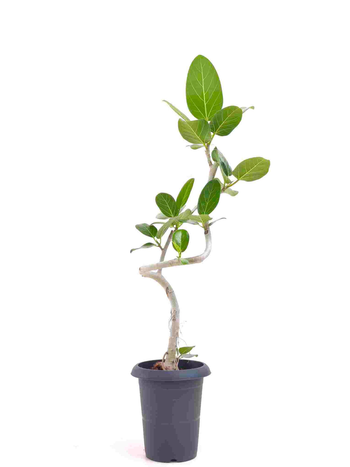 現品商品@10 ベンガレンシス 6号（高さ：90cm、幅：41cm）