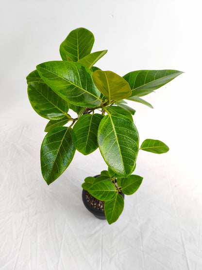 現品商品@3 アルテシマ 6号（高さ：84cm、幅：44cm）