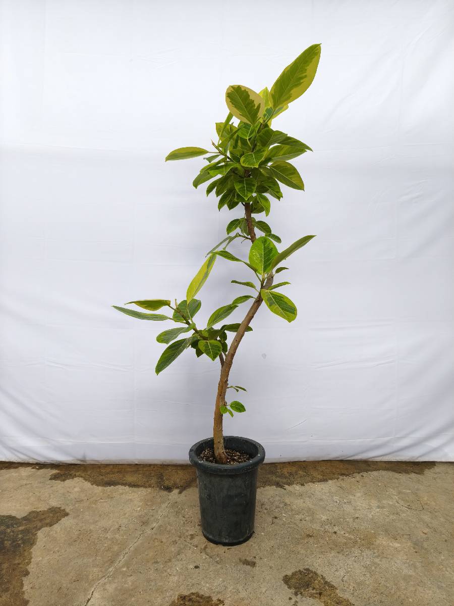 現品商品＠12 アルテシマ 8号（高さ：149cm、幅：65cm）