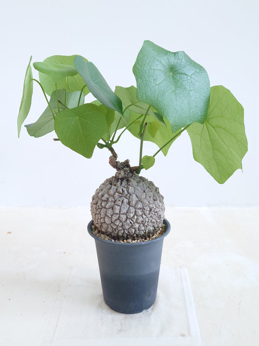 現品商品@1 ステファニア・スベローサ（幹幅：12cm）【同梱可能商品-沖縄発送】