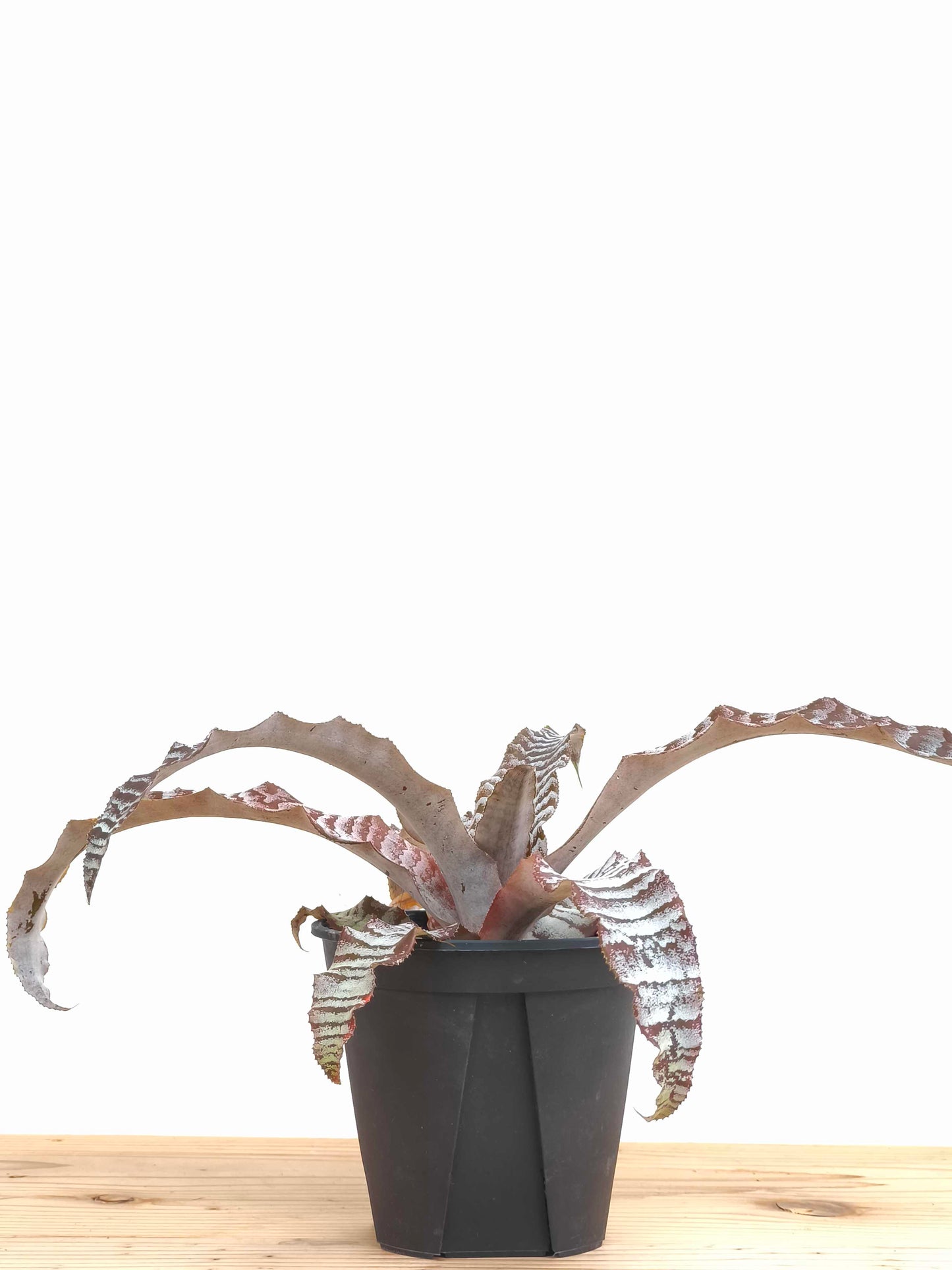 現品商品@3 クリプタンサス・アブソリュートゼロ 4号（高さ：17cm、幅：36cm）