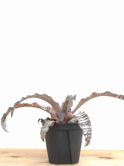 現品商品@3 クリプタンサス・アブソリュートゼロ 4号（高さ：17cm、幅：36cm）