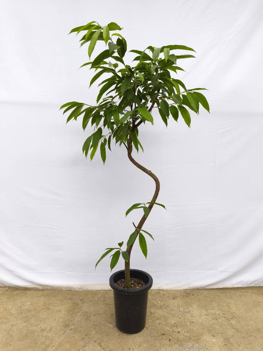 現品商品＠10 アムステルダム 8号（高さ：152cm、幅：80cm）