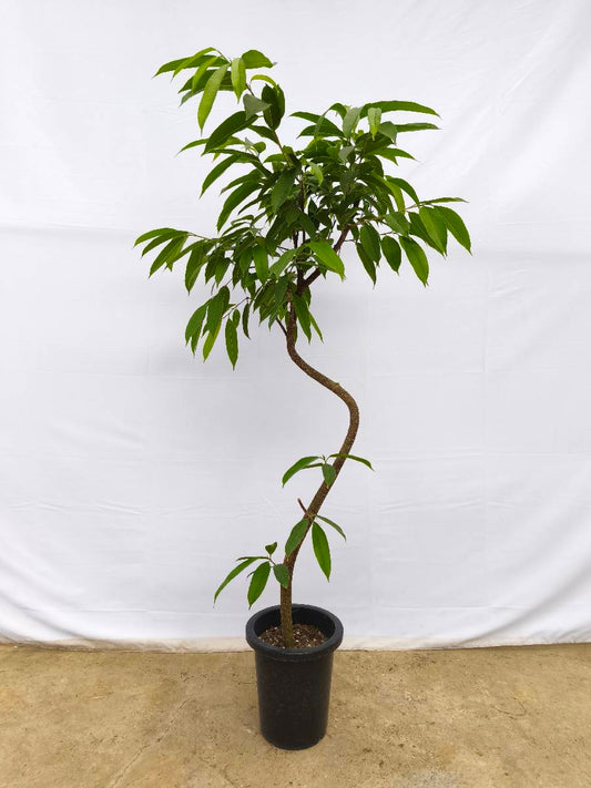現品商品＠10 アムステルダム 8号（高さ：152cm、幅：80cm）