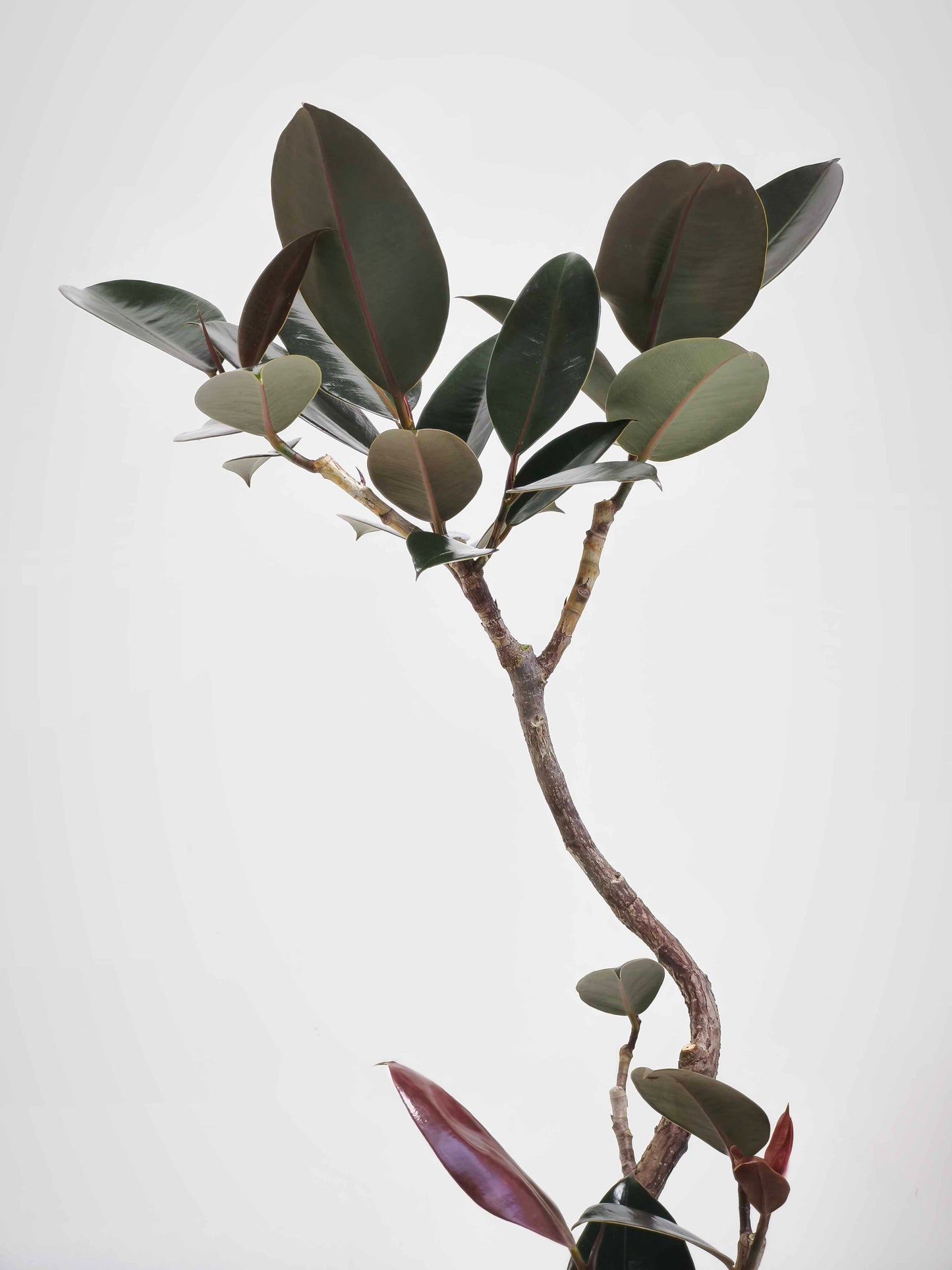 現品商品@5 バーガンディ 6号（高さ：95cm、幅：55cm）