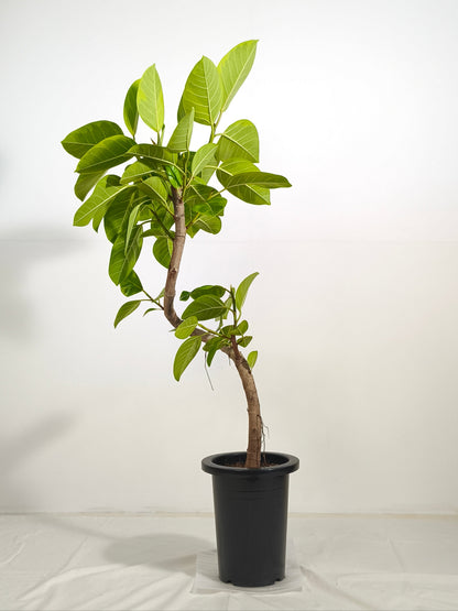 現品商品@1 アルテシマ 7号（高さ：115cm、幅：57cm）