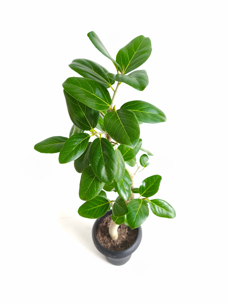 現品商品@4 ベンガレンシス 6号（高さ：84cm、幅：40cm）