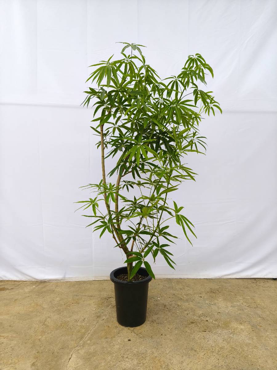 現品商品＠3 アングスティフォリア 8号（高さ：155cm、幅：90cm）