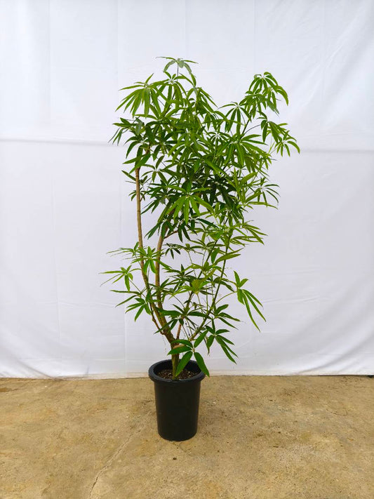 現品商品＠3 アングスティフォリア 8号（高さ：155cm、幅：90cm）