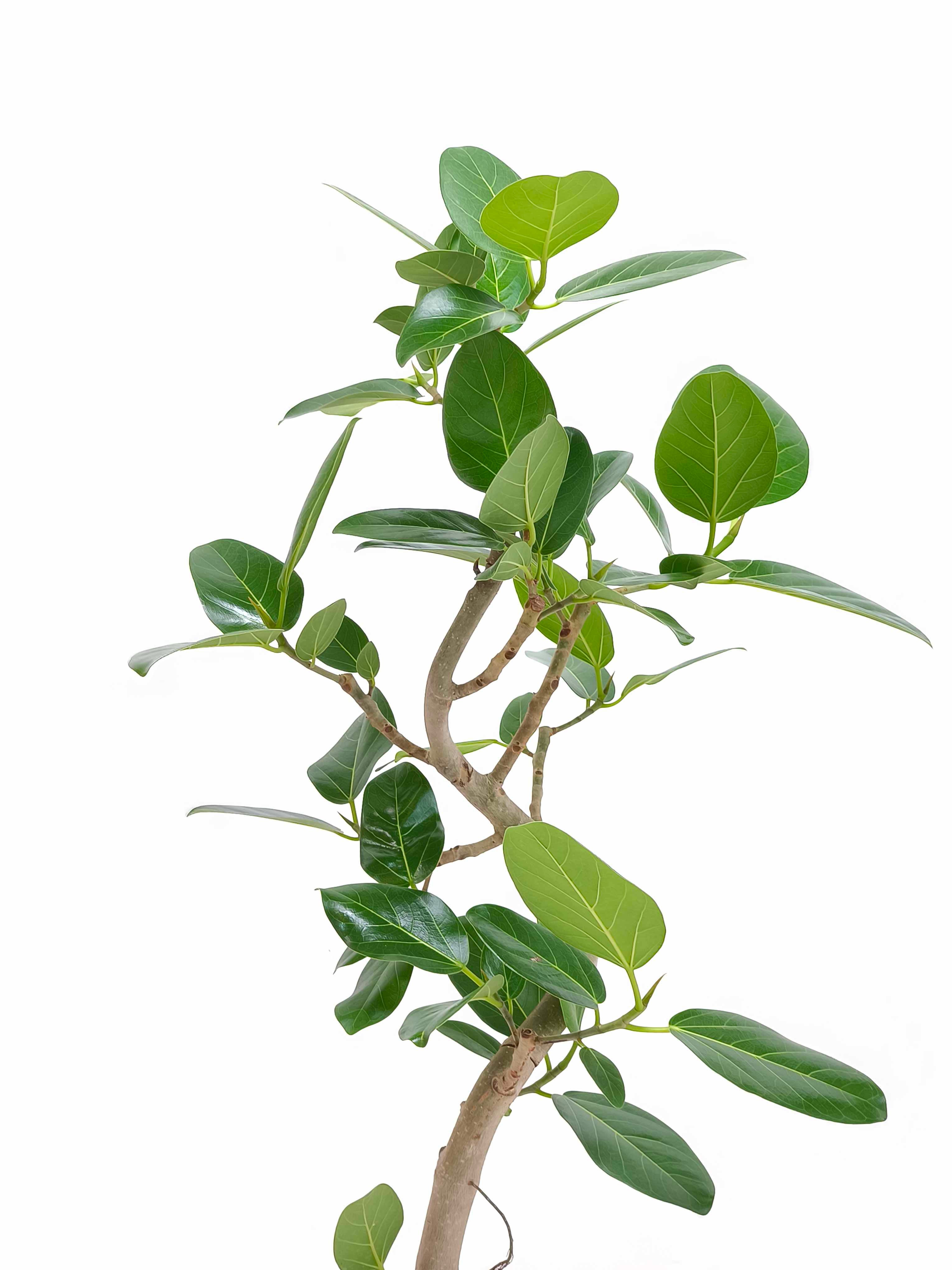 フィカス・ベンガレンシス 6号の現品商品 | 観葉植物通販AONOKI