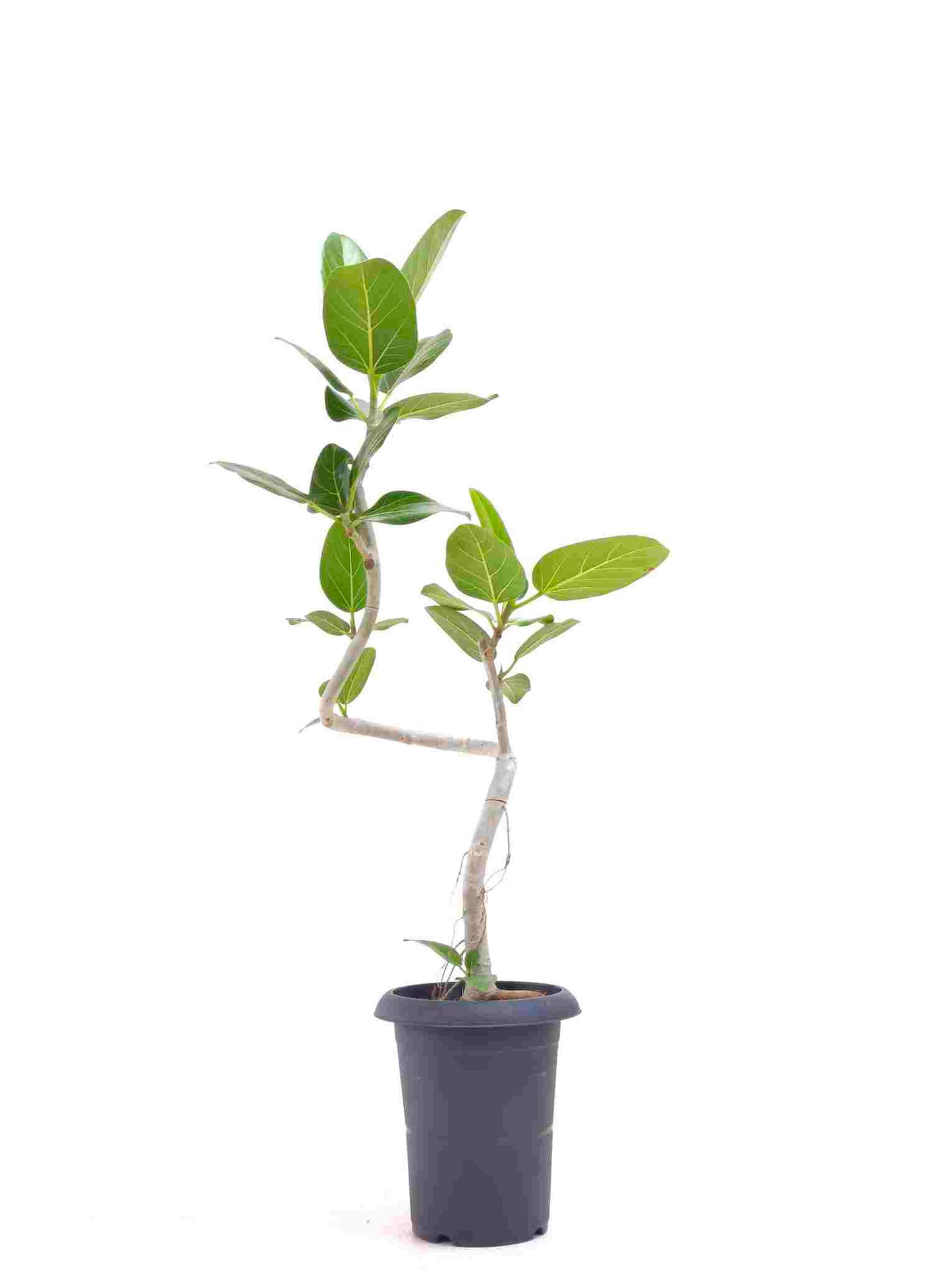 現品商品@10 ベンガレンシス 6号（高さ：90cm、幅：41cm）