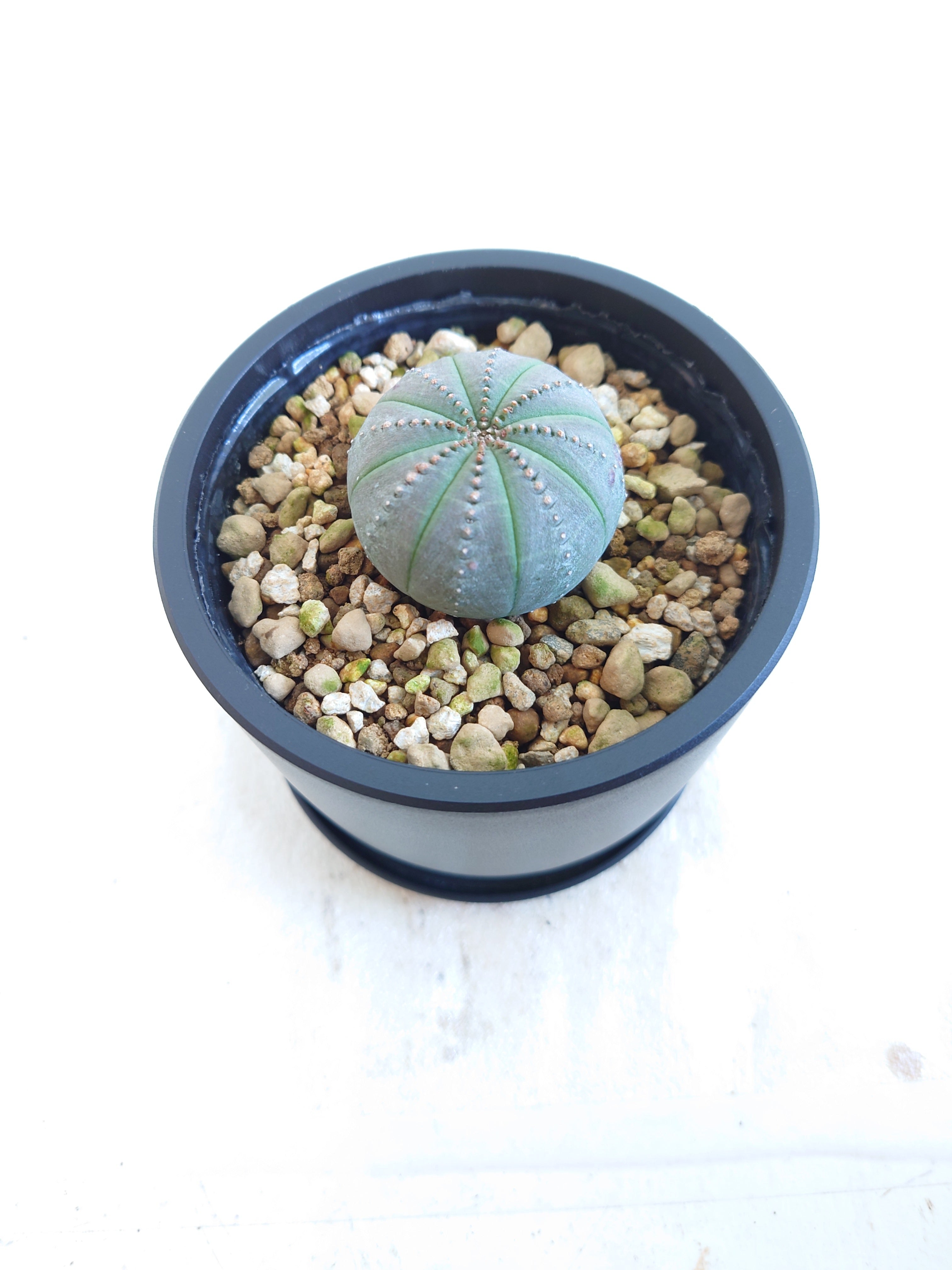 ユーフォルビア・オベサの現品商品 | 観葉植物通販AONOKI（あお
