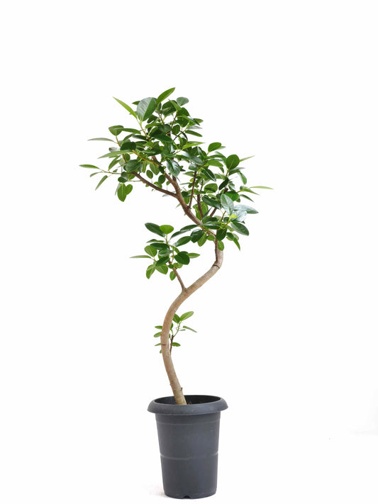 現品商品＠6 フランスゴム 6号（高さ：90cm、幅：46cm）