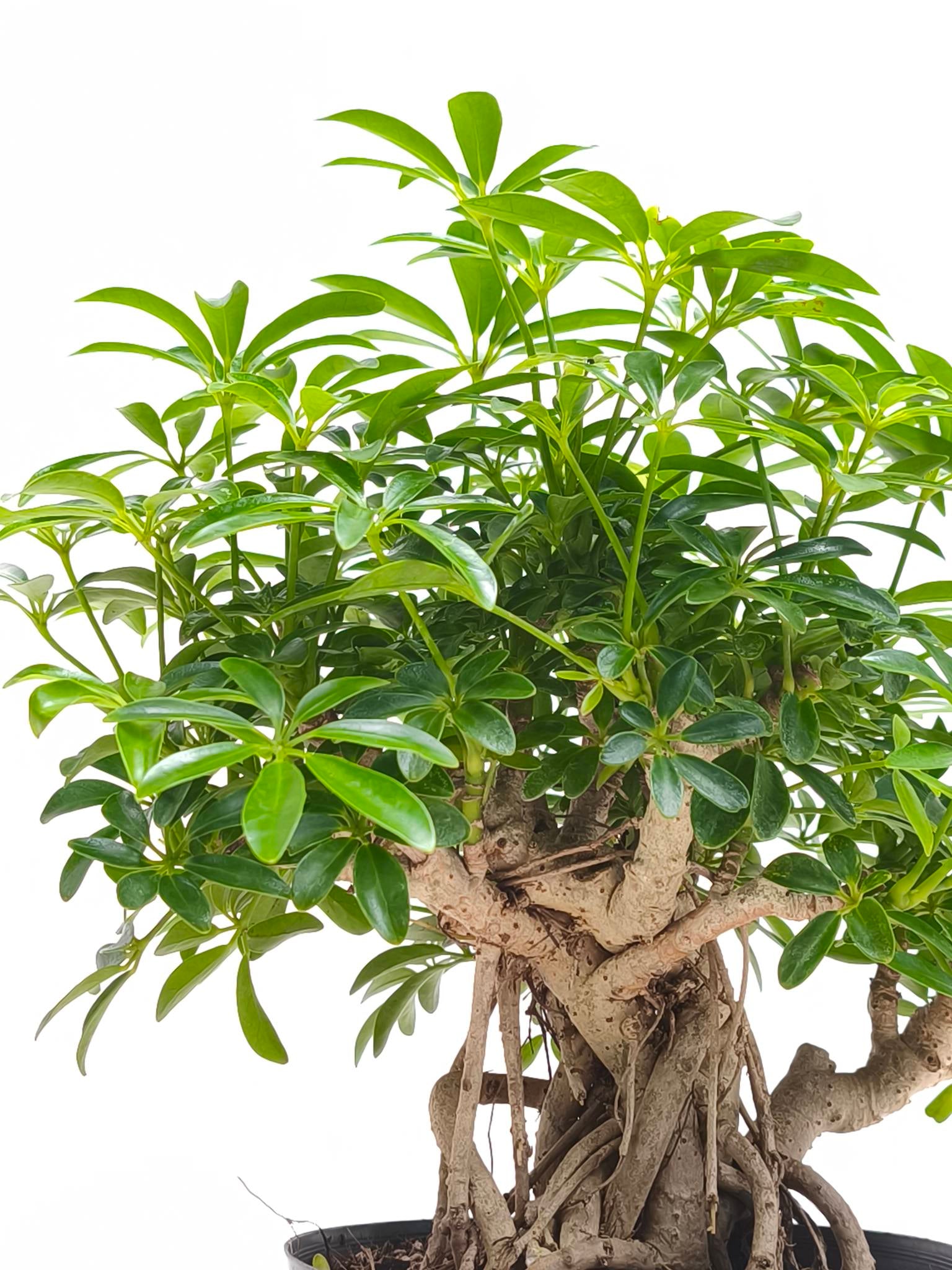 【中古】 小笠原植物図譜 増補改訂版/アボック社/豊田武司 小笠原植物図譜 | 武司, 豊田 |本 | 通販 | Amazon