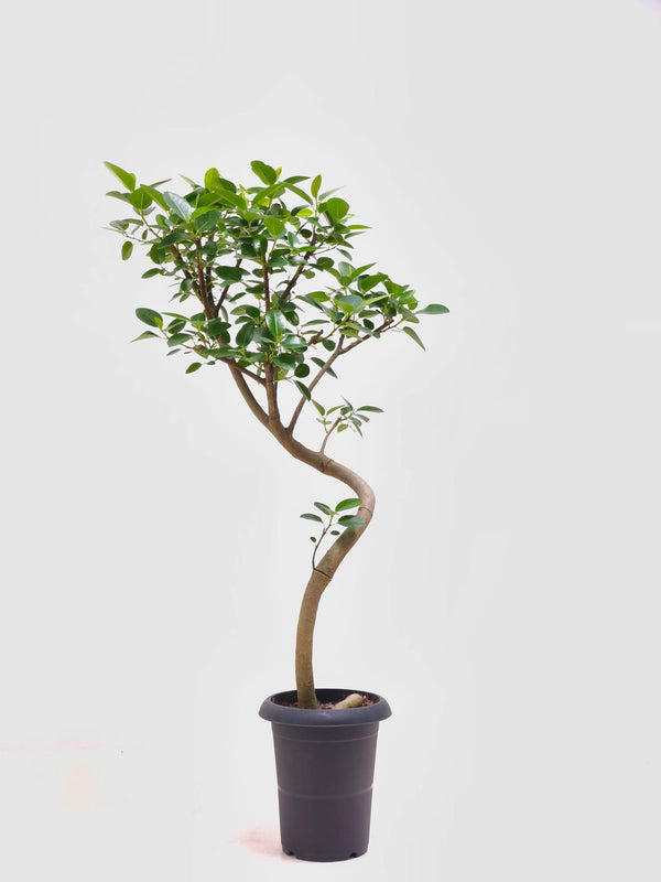 現品商品＠1 フランスゴム 6号（高さ：98.5cm、幅：44cm）