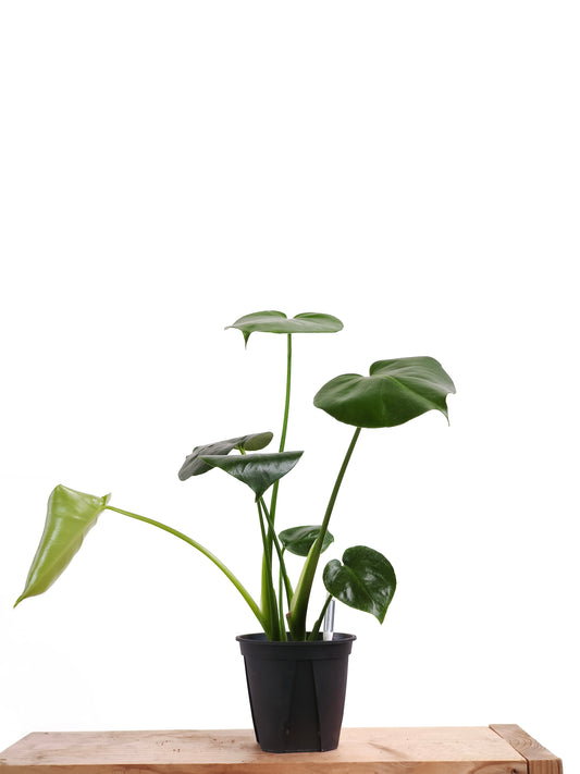 初心者向け 観葉植物2点セット #4