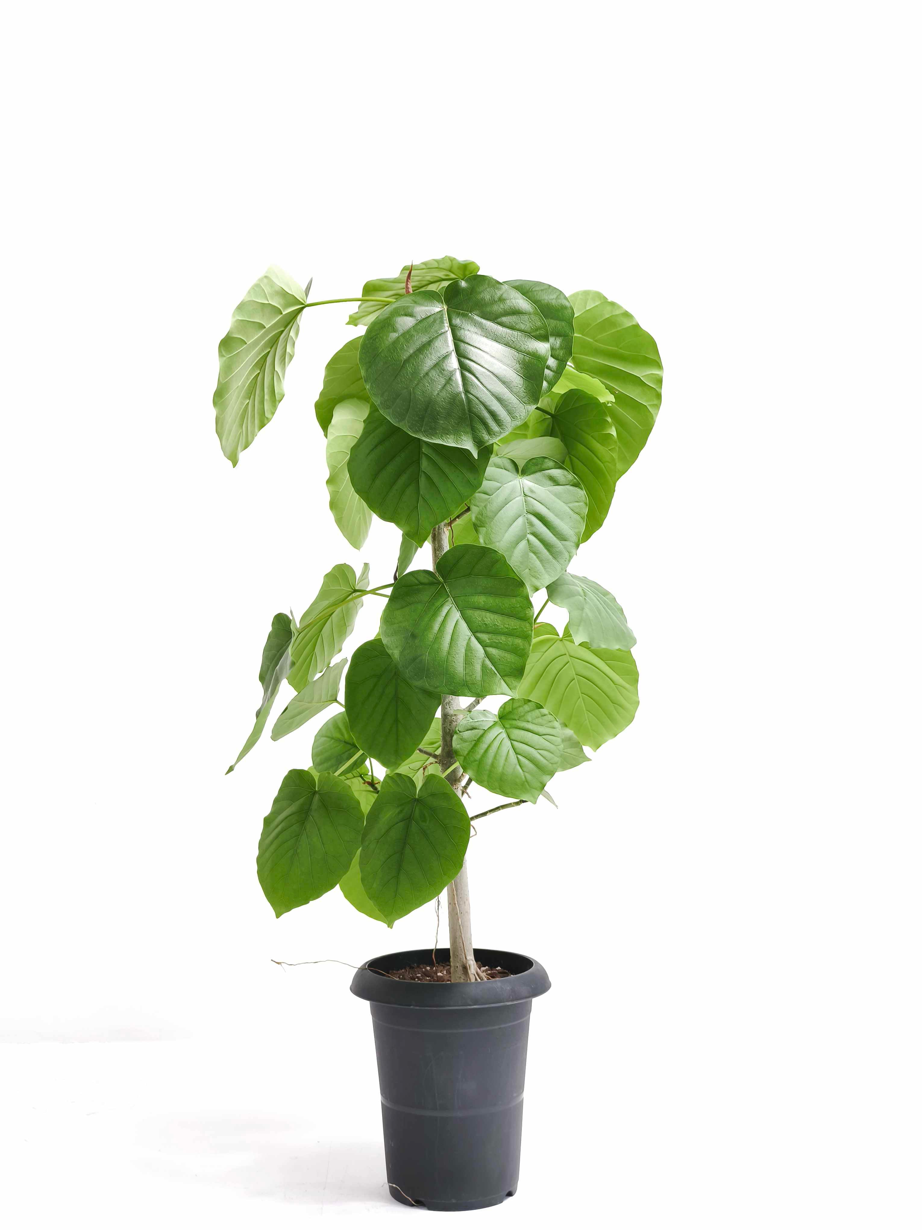 フィカス・ウンベラータ 6号の現品商品 | 観葉植物通販AONOKI